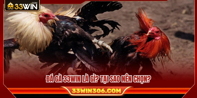 Cách Chơi Đá Gà 33WIN – Hướng Dẫn Xem Kèo Cho Người Mới