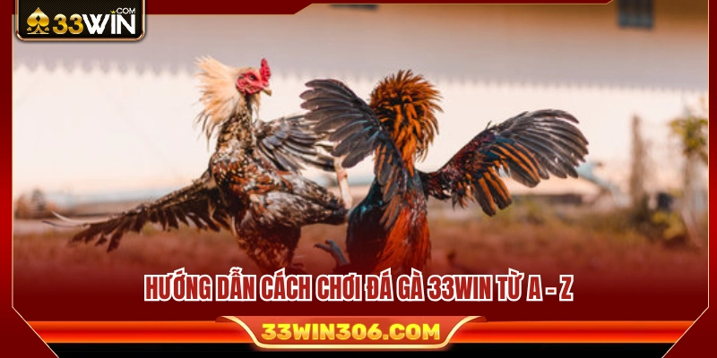 Các bước trong cách chơi đá gà 33WIN chi tiết 