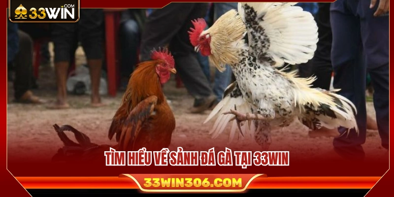 Giới thiệu những điểm nổi bật của sảnh đá gà 33WIN