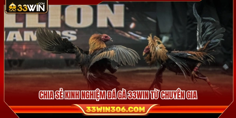 Kinh nghiệm đá gà 33WIN hữu ích được đúc kết từ chuyên gia 